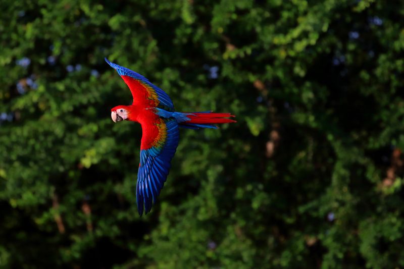 Scarlet macaw