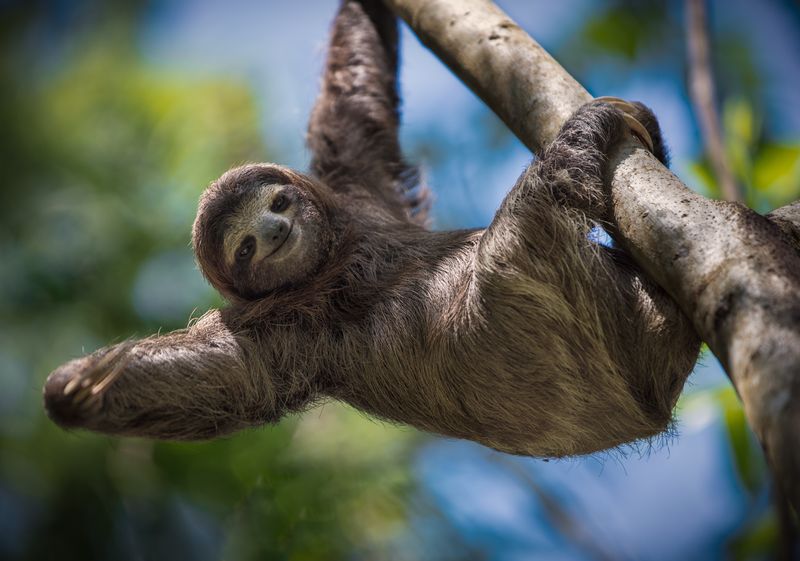 Sloth sightseeing